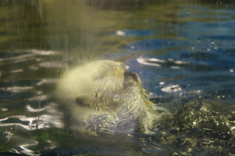 A sea otter that is hard to see with his fogged up glass.