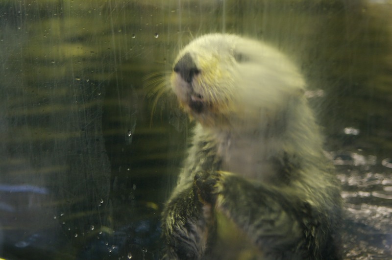 The sea otter enjoyed playing with the people through the glass.