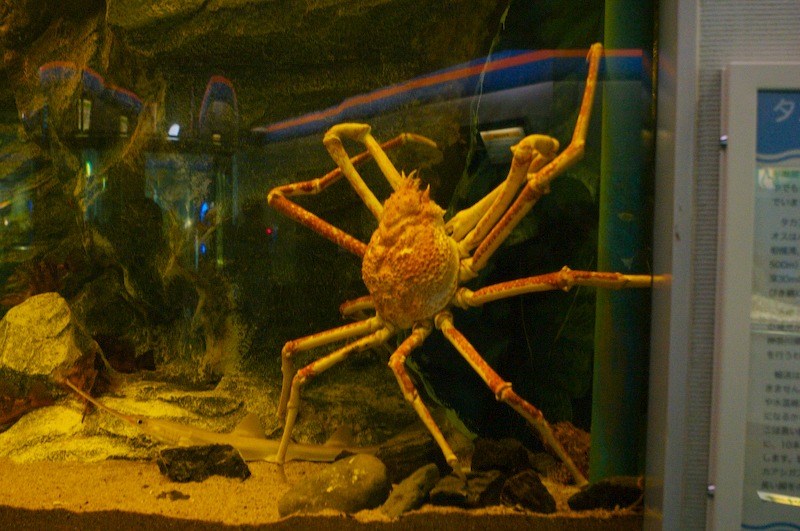A huge spider crab, I'm not kidding, this thing was like 3 feet tall in the aquarium as shown (he didn't move a whole lot while I was there).