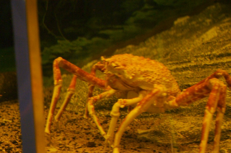 A smaller, possibly more friendly crab.
