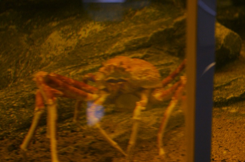 Another picture of the smaller crab; I don't remember the type.