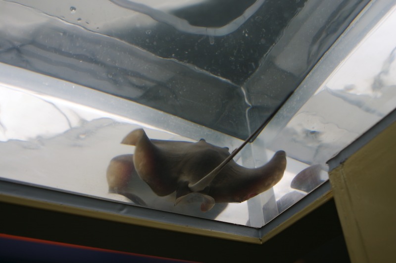 A small manta-ray in an overhead tank.