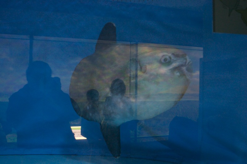 A very large sunfish. This thing was big as well, I'd guess 3 foot in diameter.