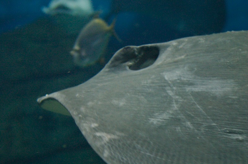 A large manta ray in a very large tank with sharks and other interesting marine life.