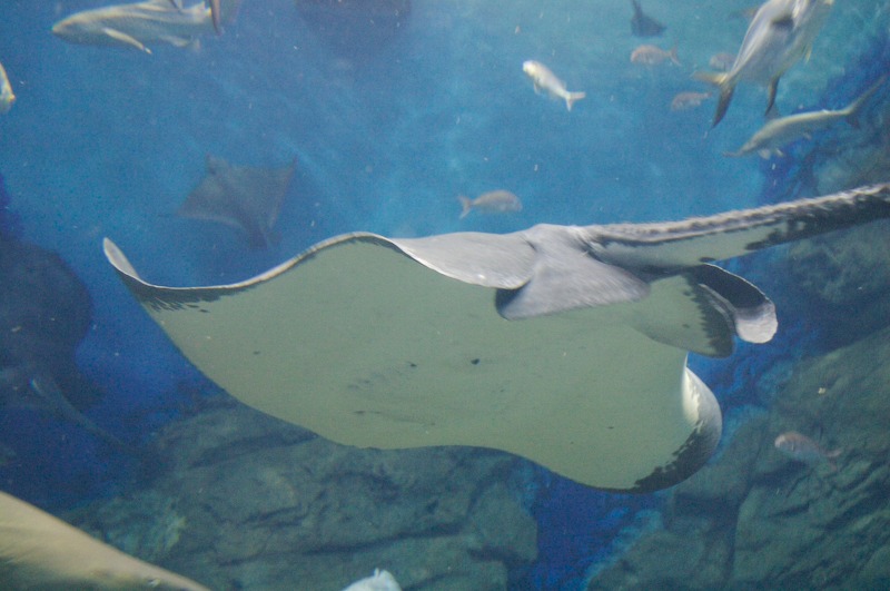 The white underbelly of the manta ray.