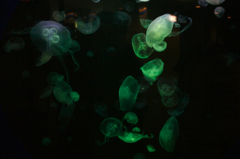 Another shot of the blacklit Jellyfish.