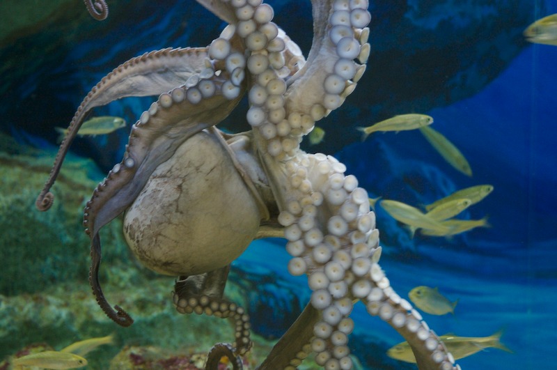 This larger octopus was hanging out, sticking to the edge of the tank.