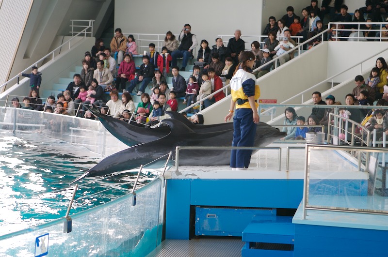 The middle-sized dolphins come up on the small stage for everyone to get shots of them.