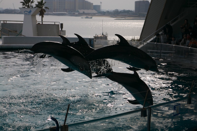 After the children give the signal, these four dolphins race around the tank, jumping up for the crowd.