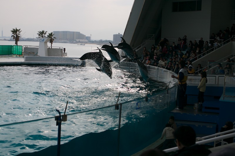 The dolphins continue jumping around the tank.