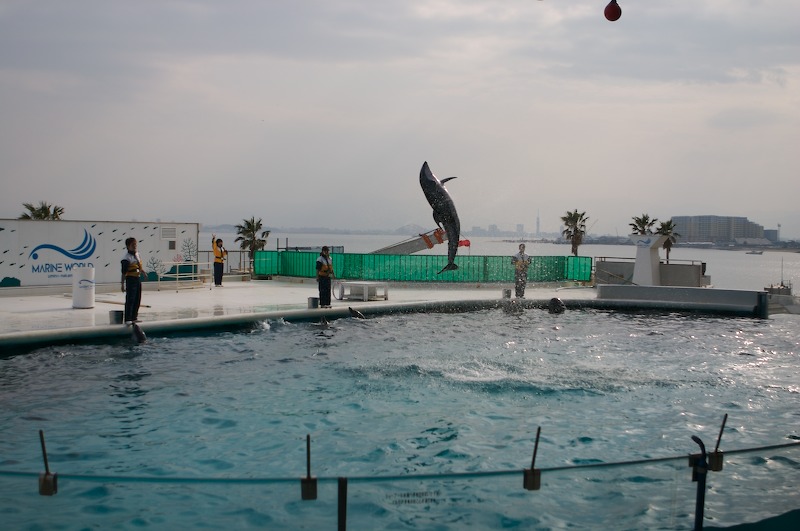 I think this dolphin was spinning as he jumped.