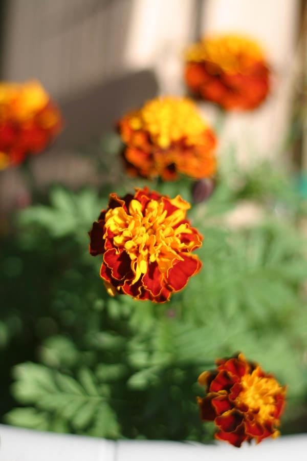 Marigolds from my mom's flower garden (ISO 100, 50mm f/1.8 1/4000 sec) <!-- 106_0659.CRW -->