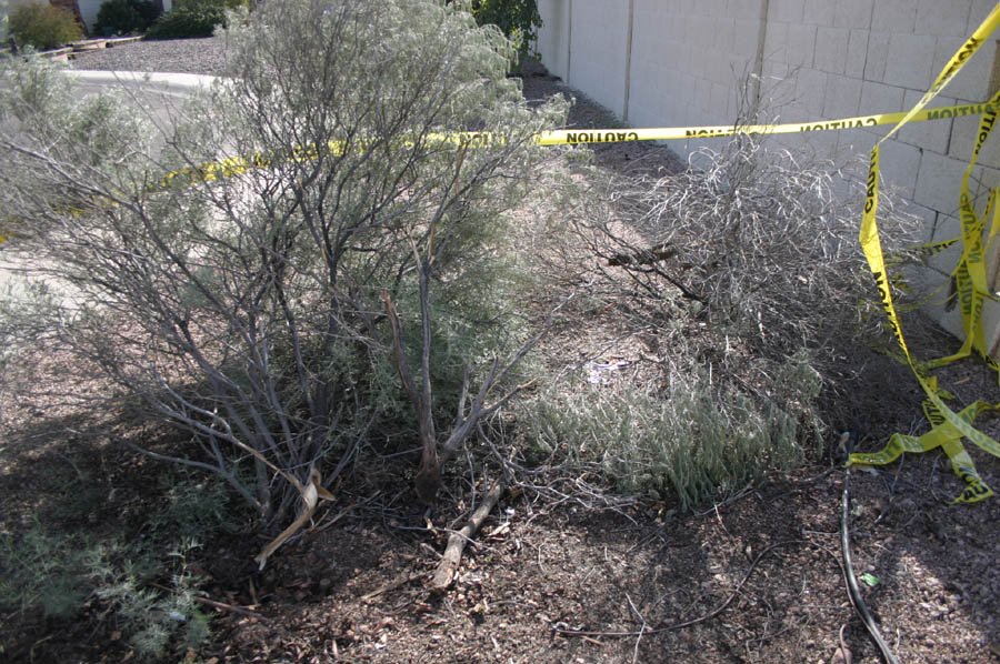 The broken pieces of the bush, and the part left in it's supporting role of holding up the Caution tape