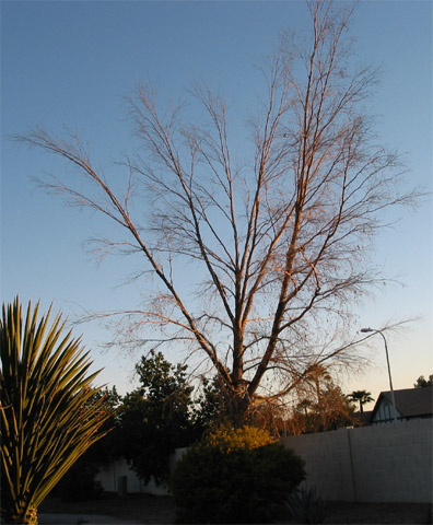 dead-tree-front2
