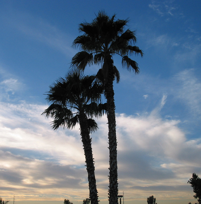 palm-trees-sky