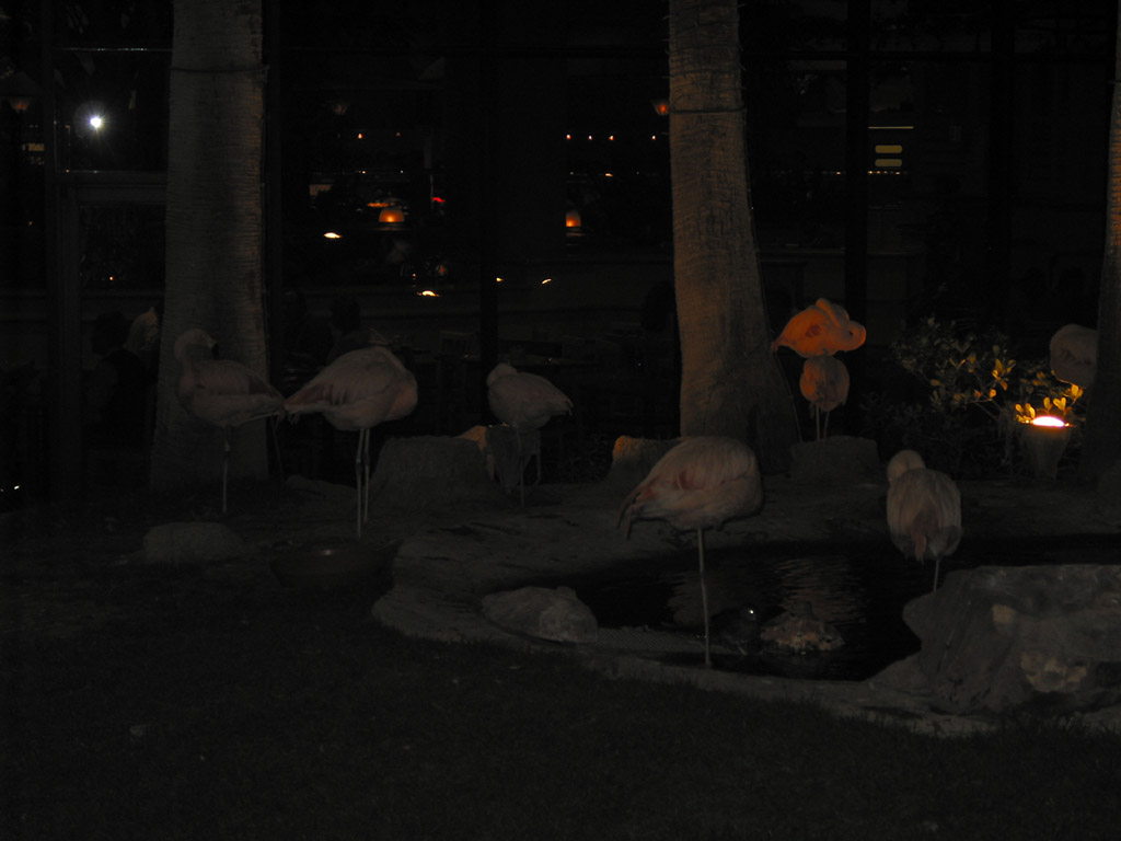 flamingo-hilton-flamingos