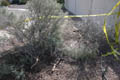 The broken pieces of the bush, and the part left in it's supporting role of holding up the Caution tape
